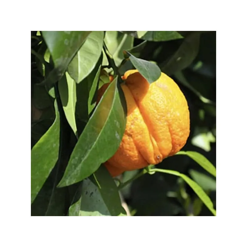 Óleo Essencial de Laranja Amarga Terraflor – 5ml - Image 4