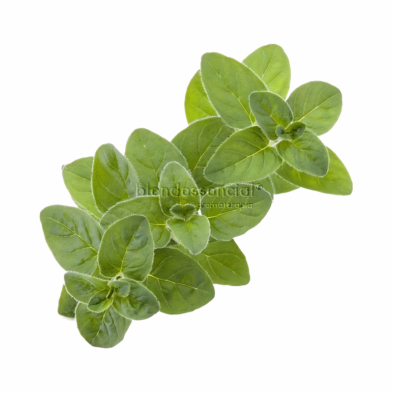 Óleo Essencial de Manjerona Doce GT Hungria Laszlo – 5ml - Image 3
