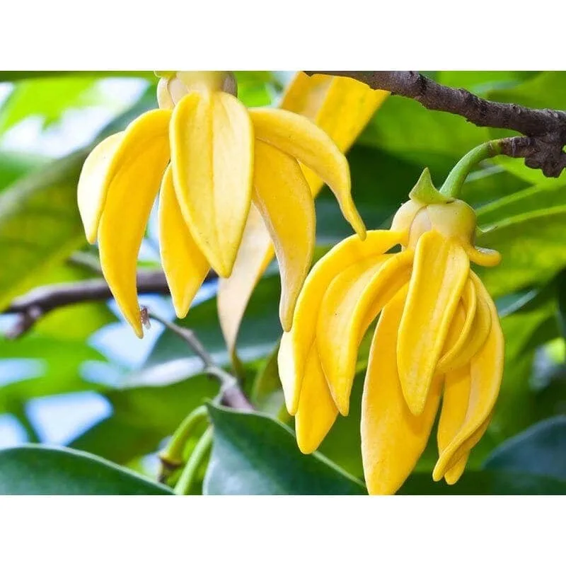 Loção Facial Vegana Nutriface Palmarosa & Ylang Ylang WNF - Image 4